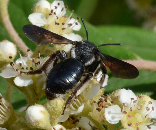 Andrena (afrensis-agilissima-asperrima)